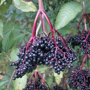 Holunderbeeren am Strauch