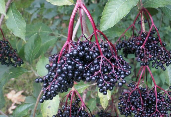 Holunderbeeren am Strauch
