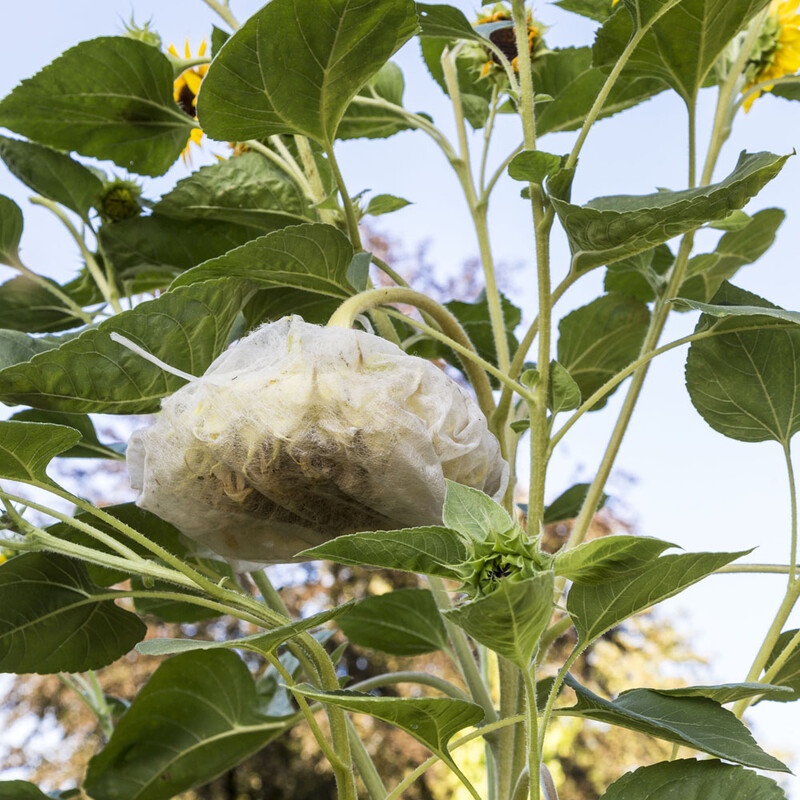 In Vlies eingepackte Blüte der Sonnenblume