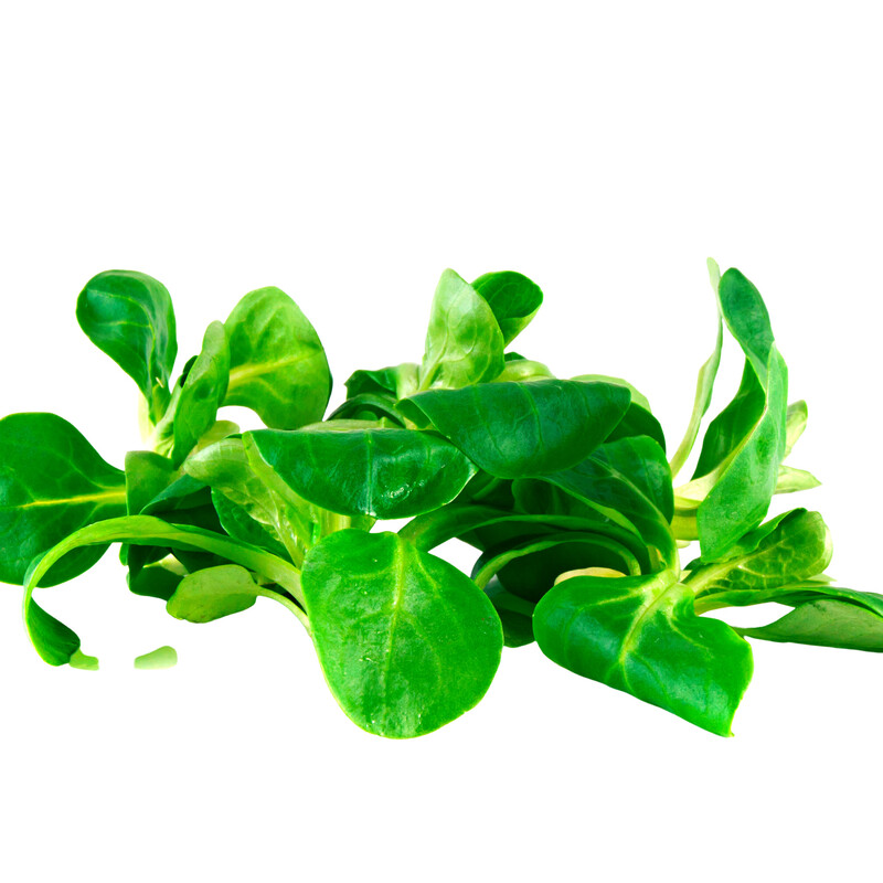 Frischer Feldsalat