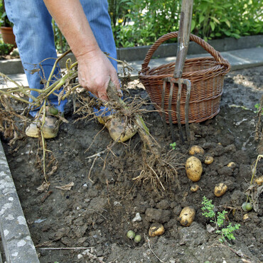 Kartoffeln ernten