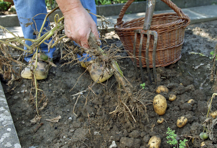 Kartoffeln ernten