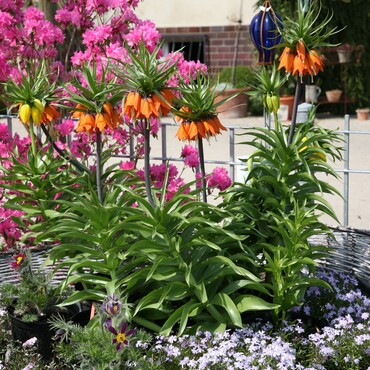 Kaiserkronen im Garten