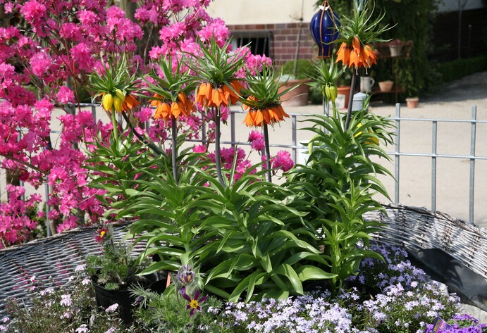 Kaiserkronen im Garten