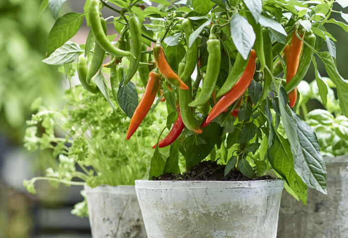 Chili im Topf