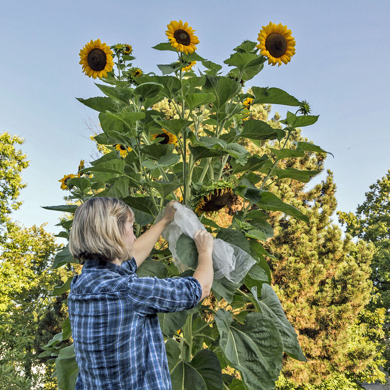 Blüten der Sonnenblume einpacken