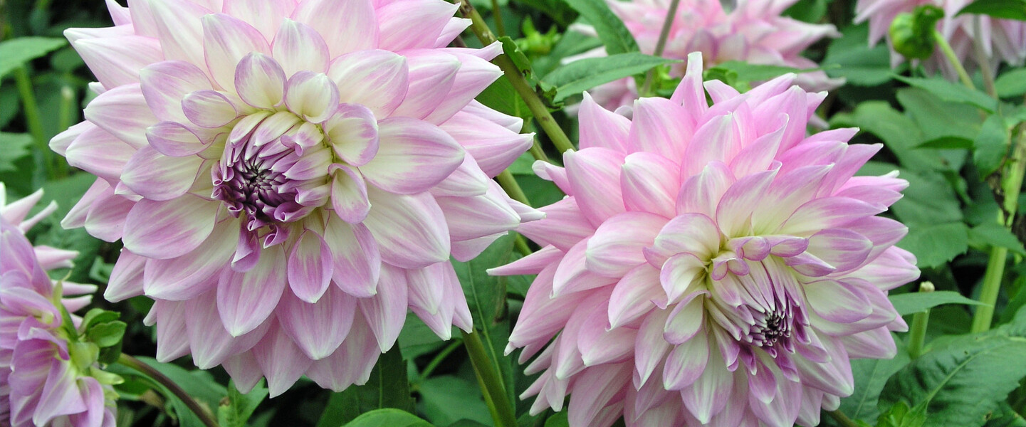 Bl&uuml;hende Dahlien