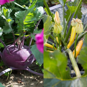 Kohlrabi und Zucchini