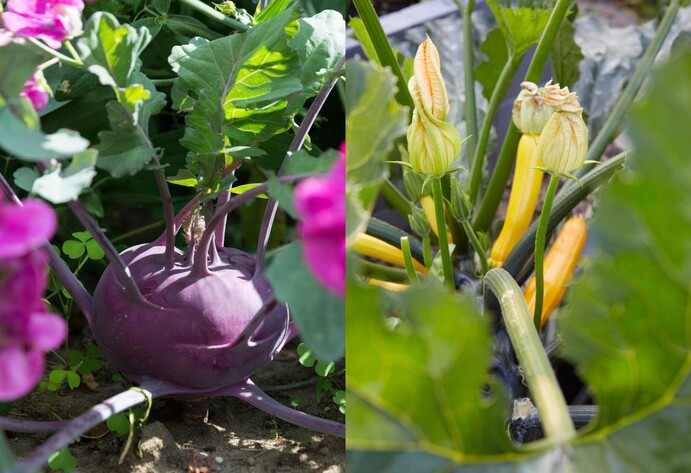 Kohlrabi und Zucchini