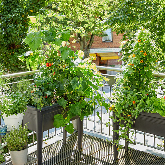 Salat, Tomate, Gurke  - Gemüse in Hochbeeten auf dem Balkon