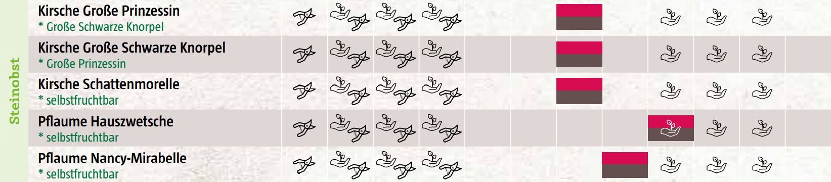 Saisonkalender Steinobst