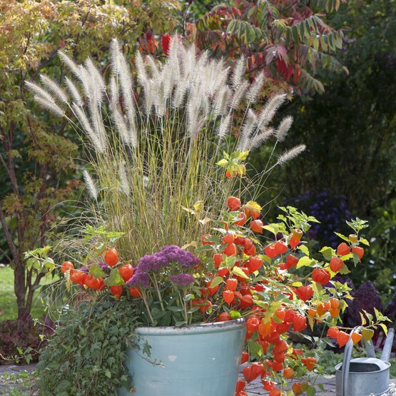 Verschiedene Gräser im Pflanztopf