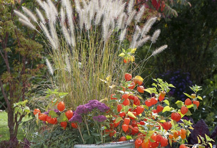 Verschiedene Gräser im Pflanztopf