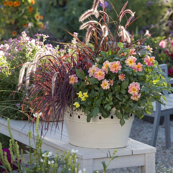 Blechwanne mit Dahlien und Federborstengras