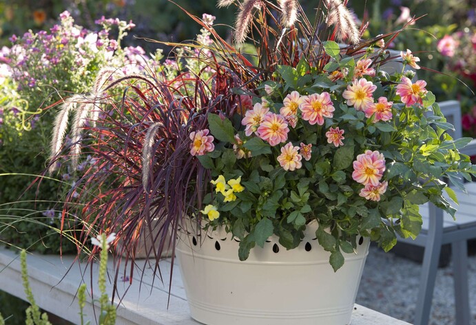 Blechwanne mit Dahlien und Federborstengras