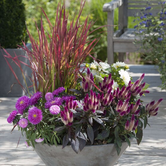 Spätsommerlich bepflanzte Schale