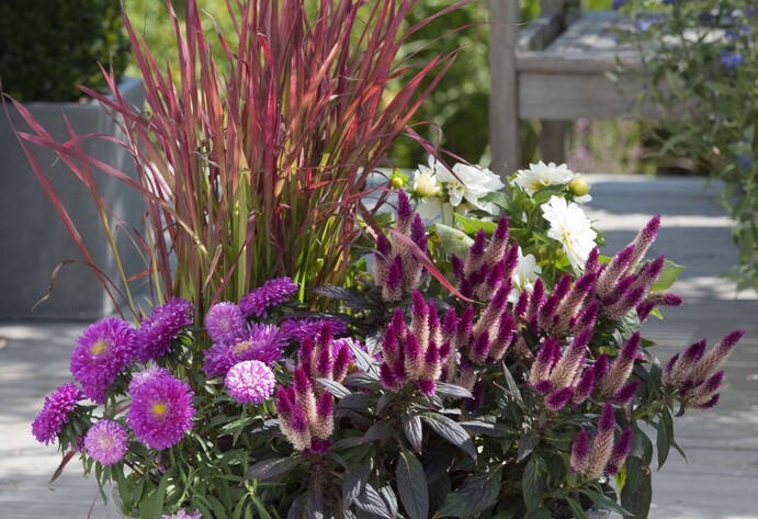 Spätsommerlich bepflanzte Schale