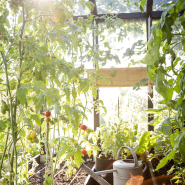 Gewächshaus mit Tomatenpflanzen