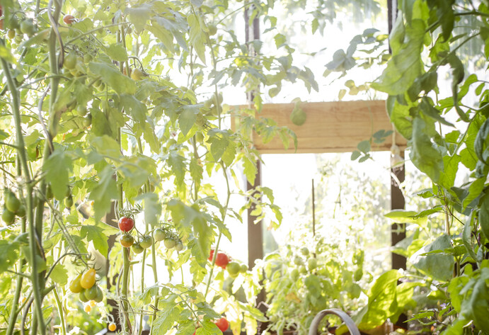 Gewächshaus mit Tomatenpflanzen