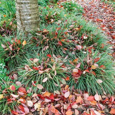 Herbstlaub auf einem Staudenbeet