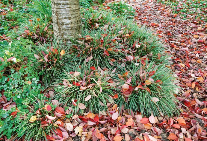 Herbstlaub auf einem Staudenbeet