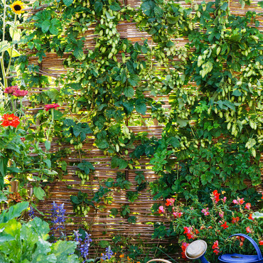 Die Kletterpflanze Immergrünes Geißblatt (Lonicera henryi)