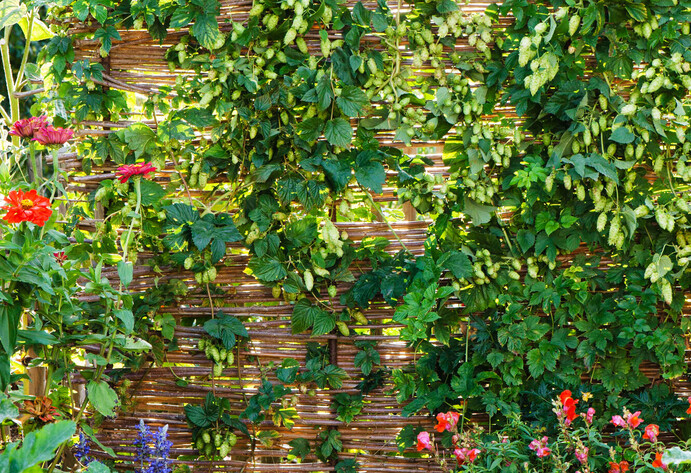 Die Kletterpflanze Immergrünes Geißblatt (Lonicera henryi)