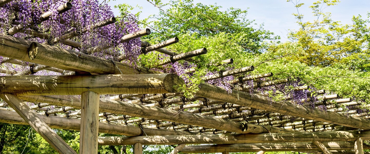 Kletterpflanzen an einem Rankgerüst aus Holz