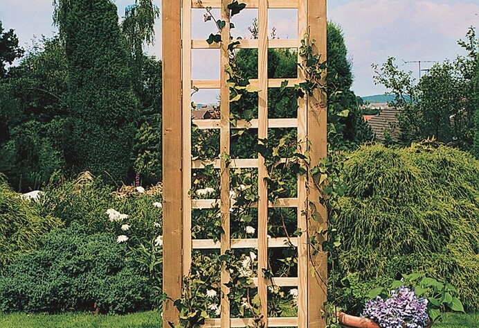 Eine Kletterpflanze Efeu an einer Rankhilfe aus Holz