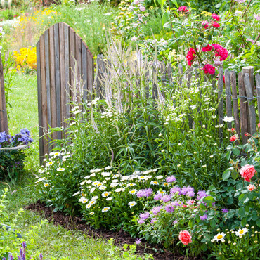 Die Trompetenblume (Campsis radicans) gehört zu den Kletterpflanzen