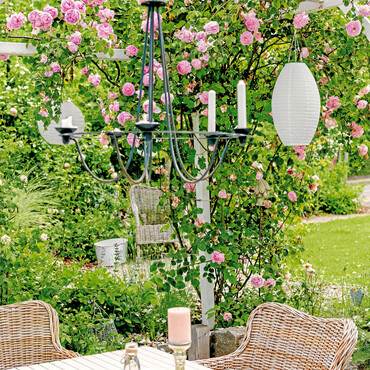 Waldrebe (Clematis) im Garten