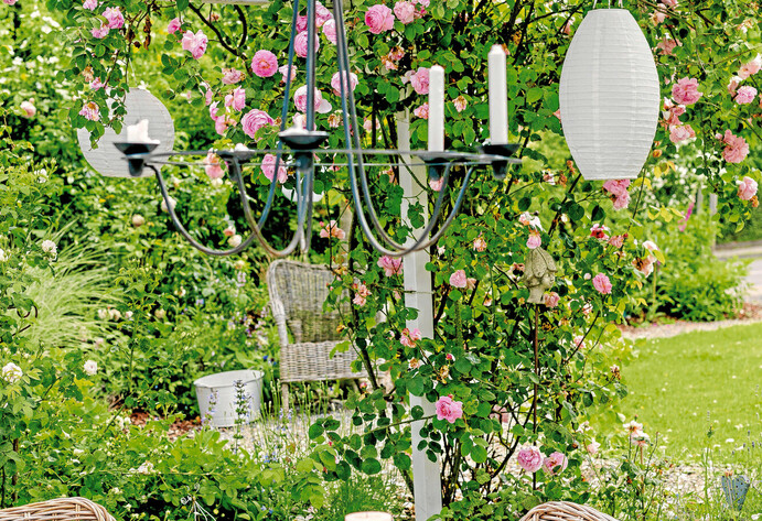 Waldrebe (Clematis) im Garten