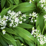 Bärlauch mit weißen Blüten