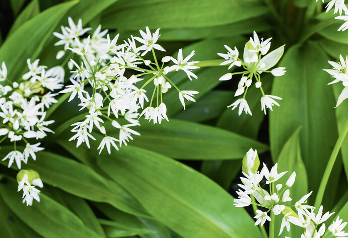 Bärlauch mit weißen Blüten
