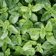 Oregano