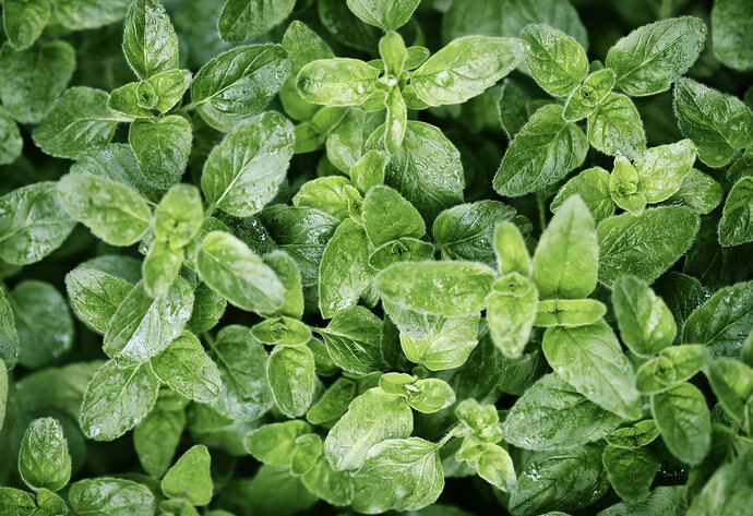 Oregano