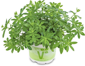 Waldmeister
