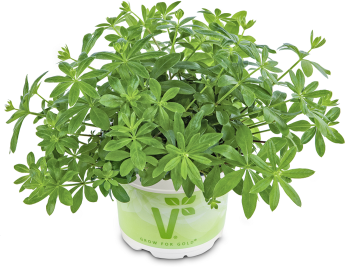 Waldmeister