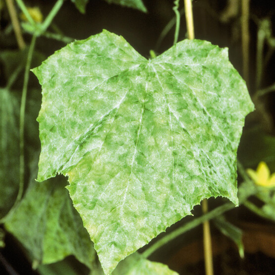 Echter Mehltau an Blatt