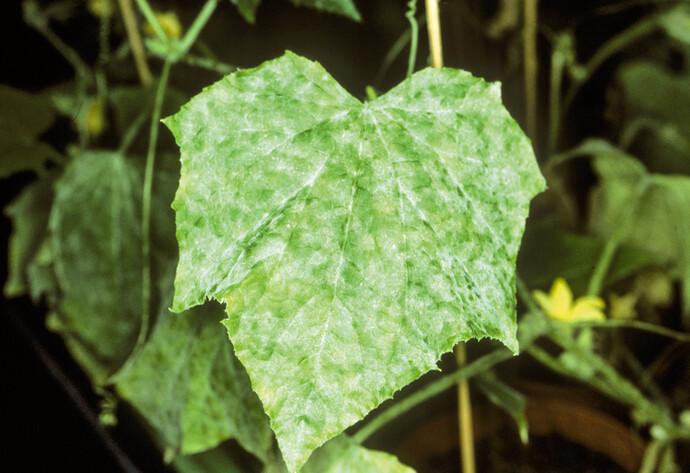 Echter Mehltau an Blatt