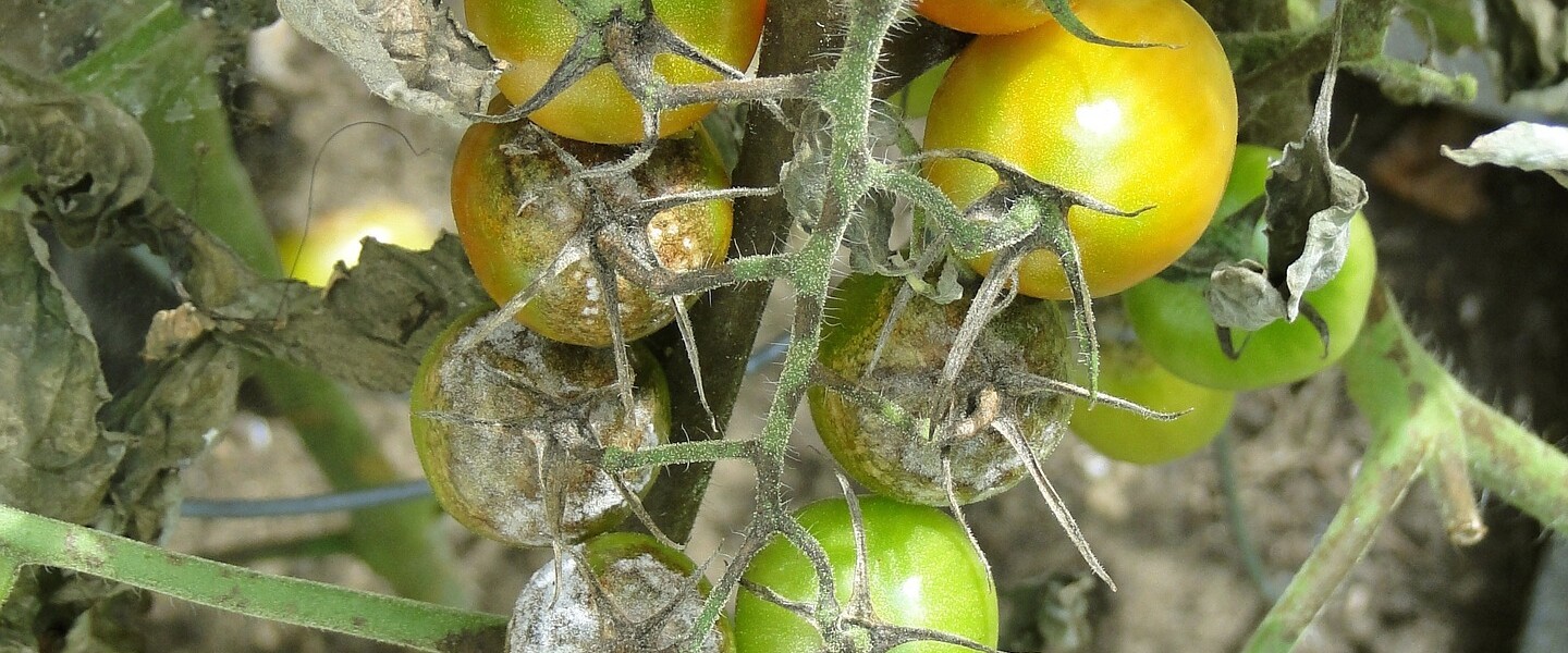 Tomatenf&auml;ule