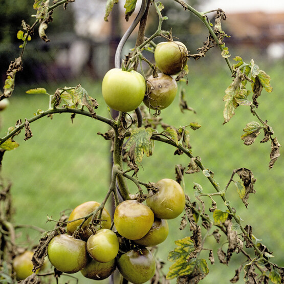 Braunfäule an Tomaten