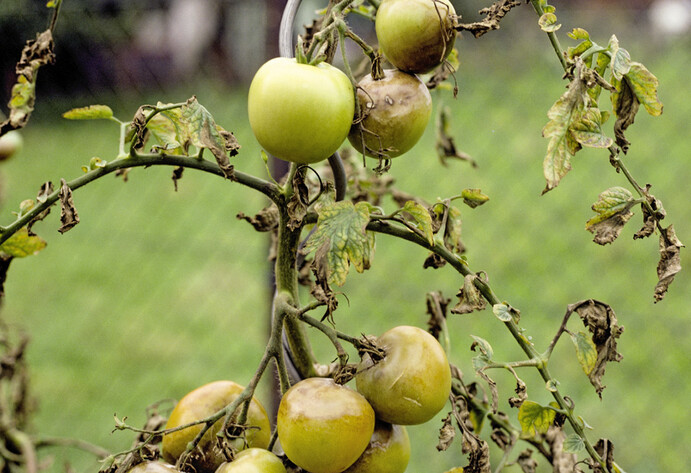 Braunfäule an Tomaten