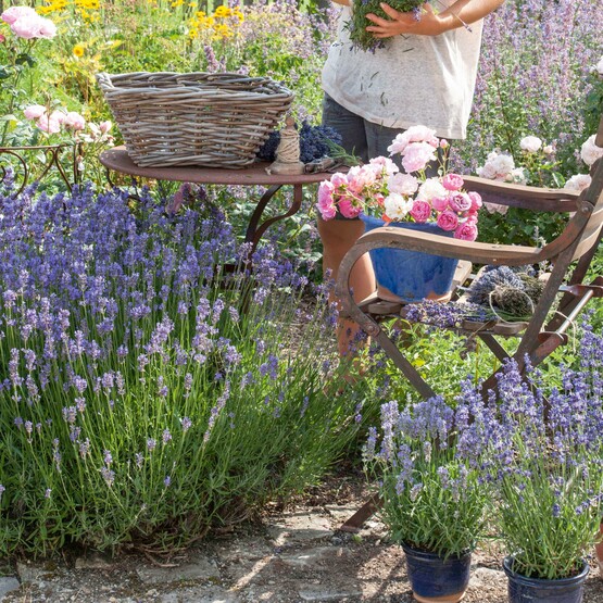 Lavendel im Garten
