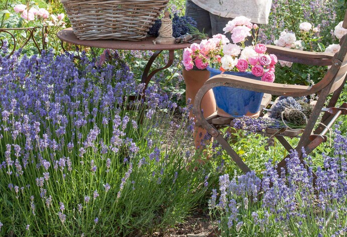 Lavendel im Garten