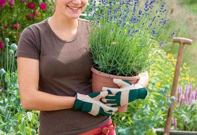 Lavendel ins Beet pflanzen