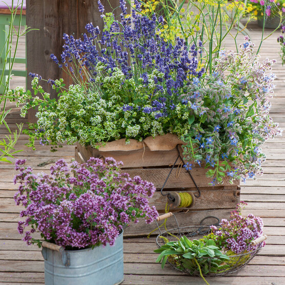 Lavendel in Kombination mit Kräutern