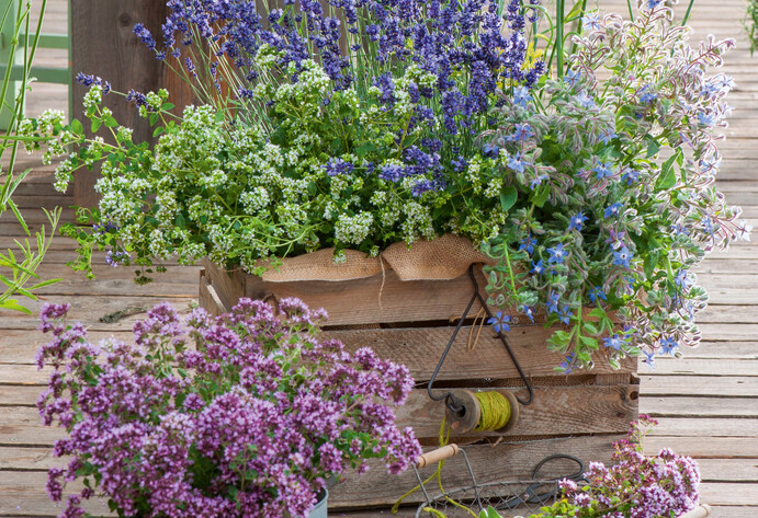 Lavendel in Kombination mit Kräutern