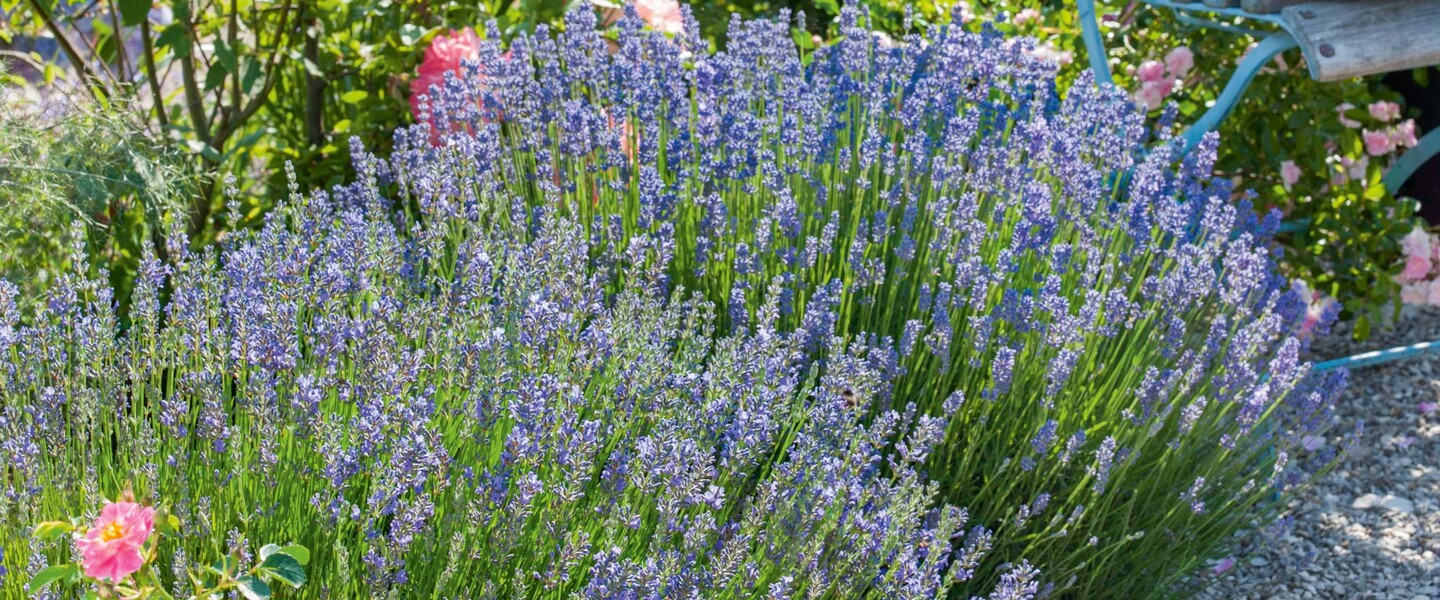 Lavendel im Beet mit Duftrosen