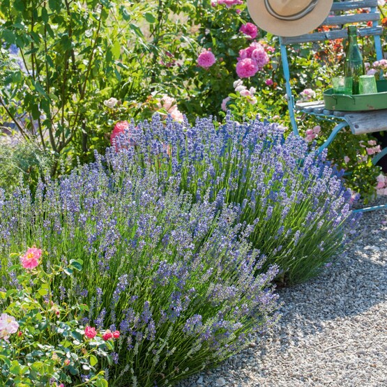 Lavendel im Beet mit Duftrosen